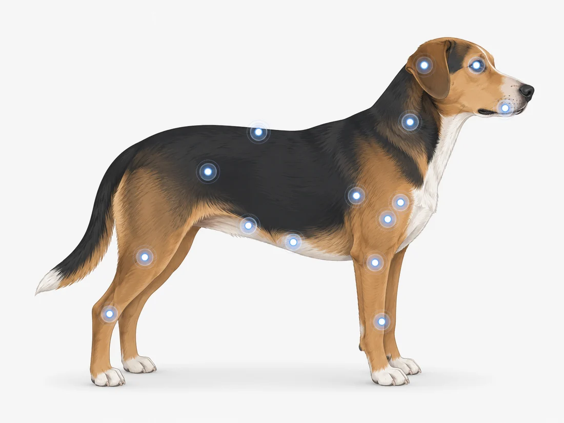 Dog anatomical symptom map